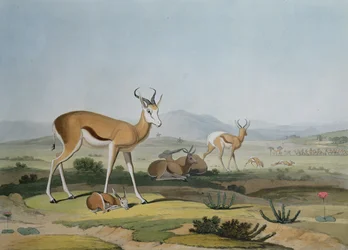 El Spring-Bok o antílope saltador, lámina 18 de 